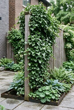 Hedera helix 'Shamrock' Tuteur