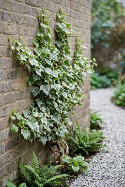Hedera helix 'White Ripple' Tuteur