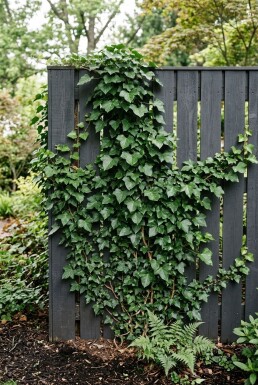 Hedera helix 'Woerner' Tige
