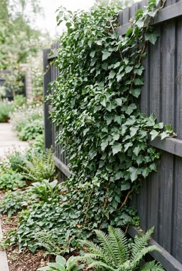 Hedera helix 'Woerner' Tige