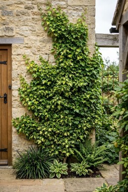 Hedera helix 'Yellow Ripple' Sur tige