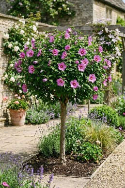 Hibiscus syriacus 'Eruption' demi-tige