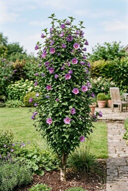 Hibiscus syriacus 'Flower Tower Purple' Tige ramifiée