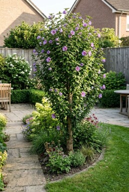 Hibiscus syriacus 'Flower Tower Purple' Tige ramifiée