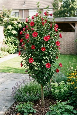 Hibiscus syriacus 'Flower Tower Ruby' Forme arbustive ramifiée