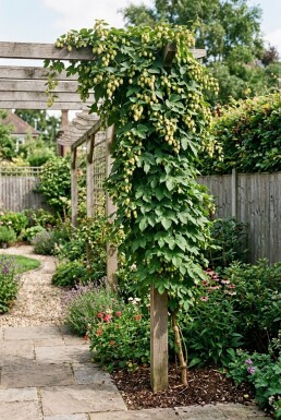 Humulus lupulus 'Nordbrau' Tuteur