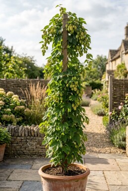 Humulus lupulus 'Prima Donna'® Tuteur