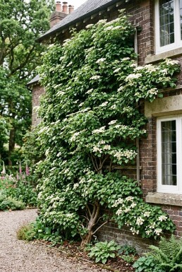 Hydrangea anomala subsp. petiolaris Ramifié