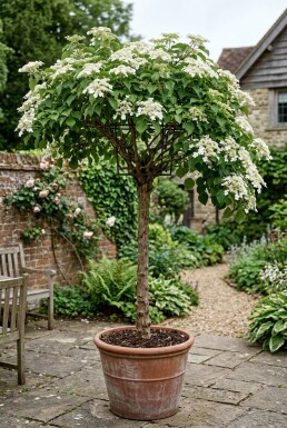 Hydrangea anomala subsp. petiolaris Sur tige