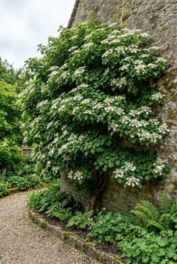 Hydrangea anomala subsp. petiolaris Solitaire