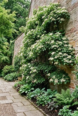 Hydrangea anomala subsp. petiolaris Solitaire