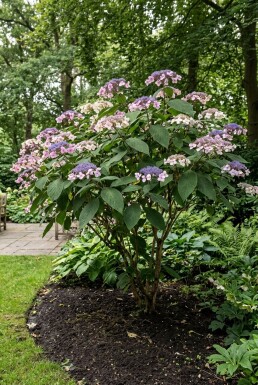 Hydrangea aspera 'Macrophylla' Solitaire
