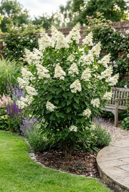 Hydrangea paniculata 'Kyushu'