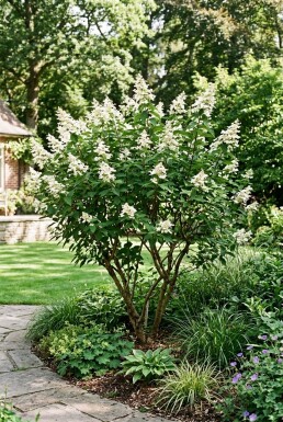 Hydrangea paniculata 'Kyushu'