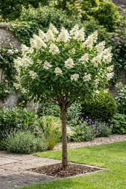 Hydrangea paniculata 'Kyushu' Demi-tige
