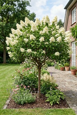 Hydrangea paniculata 'Kyushu' Demi-tige