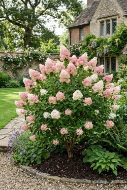 Hydrangea paniculata 'Pink Diamond'