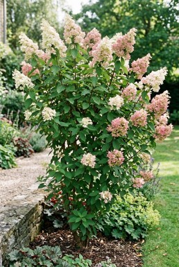 Hydrangea paniculata 'Pink Diamond'