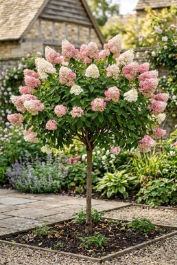 Hydrangea paniculata 'Pink Diamond' Demi-tige