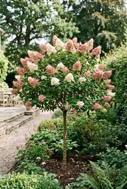 Hydrangea paniculata 'Pink Diamond' Demi-tige