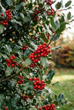 Ilex 'Nellie R. Stevens'