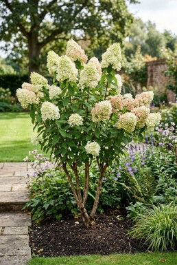 Hydrangea paniculata 'Polar Bear' Multitronc 200