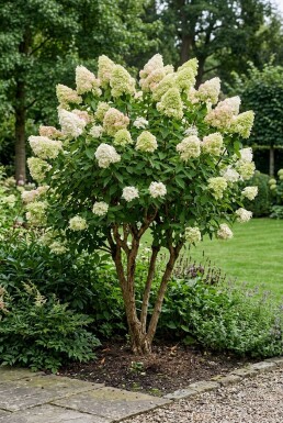 Hydrangea paniculata 'Polar Bear' Multitronc 200