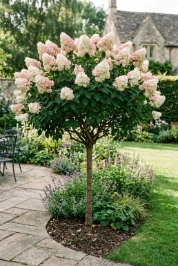 Hydrangea paniculata 'Silver Dollar' demi-tige