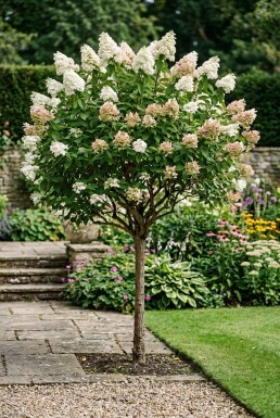 Hydrangea paniculata 'Silver Dollar' demi-tige