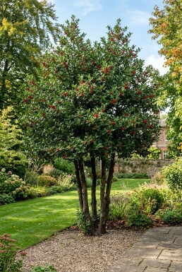 Ilex 'Nellie R. Stevens' Multitronc
