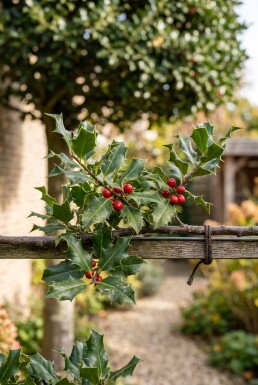 Ilex 'Nellie R. Stevens' Arbre palissé