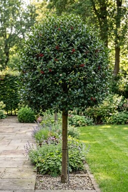Ilex 'Nellie R. Stevens' sur tige