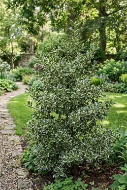 Ilex aquifolium 'Argentea Marginata'