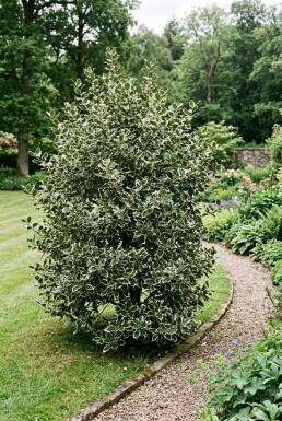 Ilex aquifolium 'Argentea Marginata'