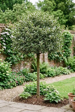 Ilex aquifolium 'Argentea Marginata' Demi-tige