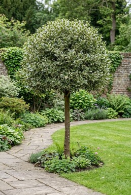 Ilex aquifolium 'Argentea Marginata' Demi-tige