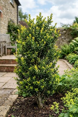 Ilex crenata 'Blondie'