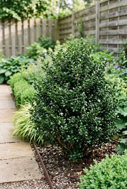 Ilex crenata 'Glory Gem'