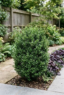 Ilex crenata 'Glory Gem'