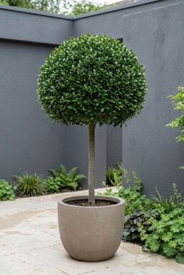 Ilex crenata 'Glory Gem' Sur tige