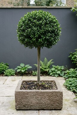 Ilex crenata 'Glory Gem' Sur tige