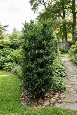 Ilex crenata 'Stokes'