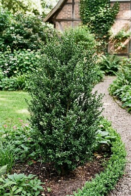 Ilex crenata 'Stokes'