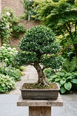 Ilex crenata 'Stokes' Bonsaï