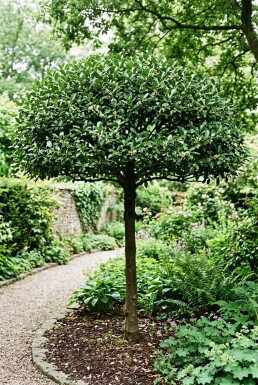Ilex maximowicziana var. Kanehirae Écran