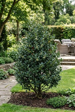 Ilex meserveae 'Blue Maid'