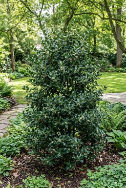 Ilex meserveae 'Blue Maid'