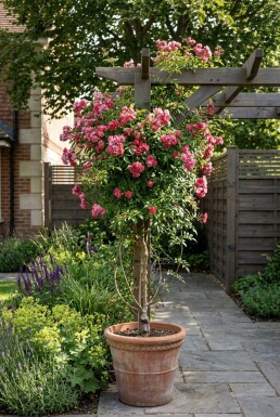 Jasminum beesianum Tuteur