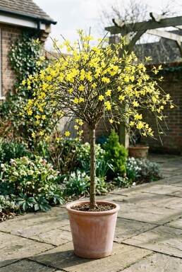 Jasminum nudiflorum Tige