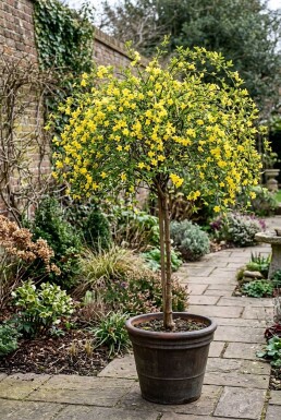 Jasminum nudiflorum Tige